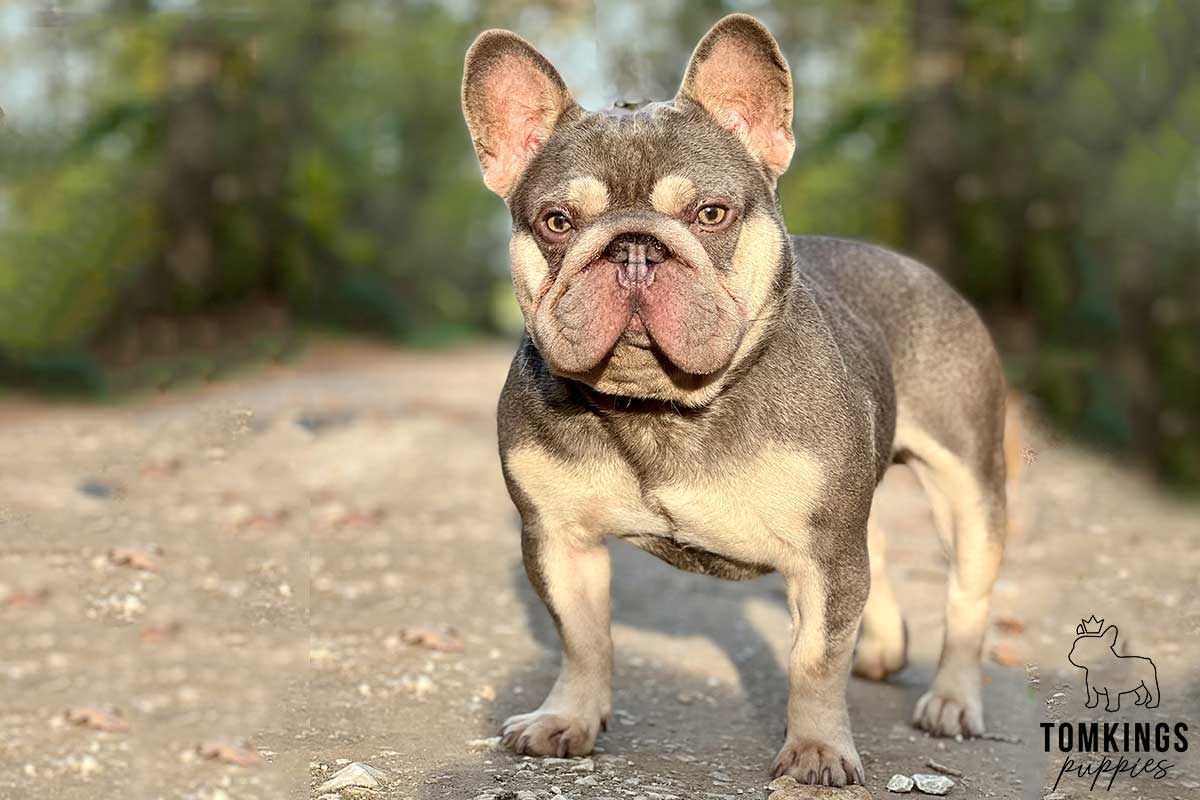 Gannikusz, French Bulldog stud. TomKings Stud service