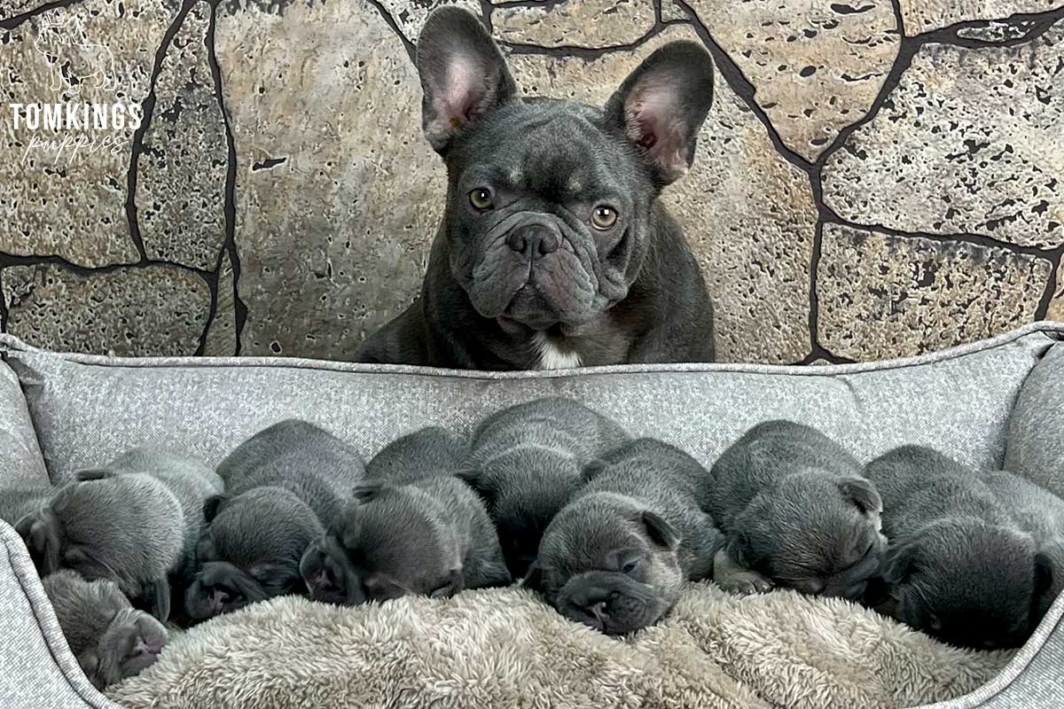 French Bulldog - TomKings Puppies