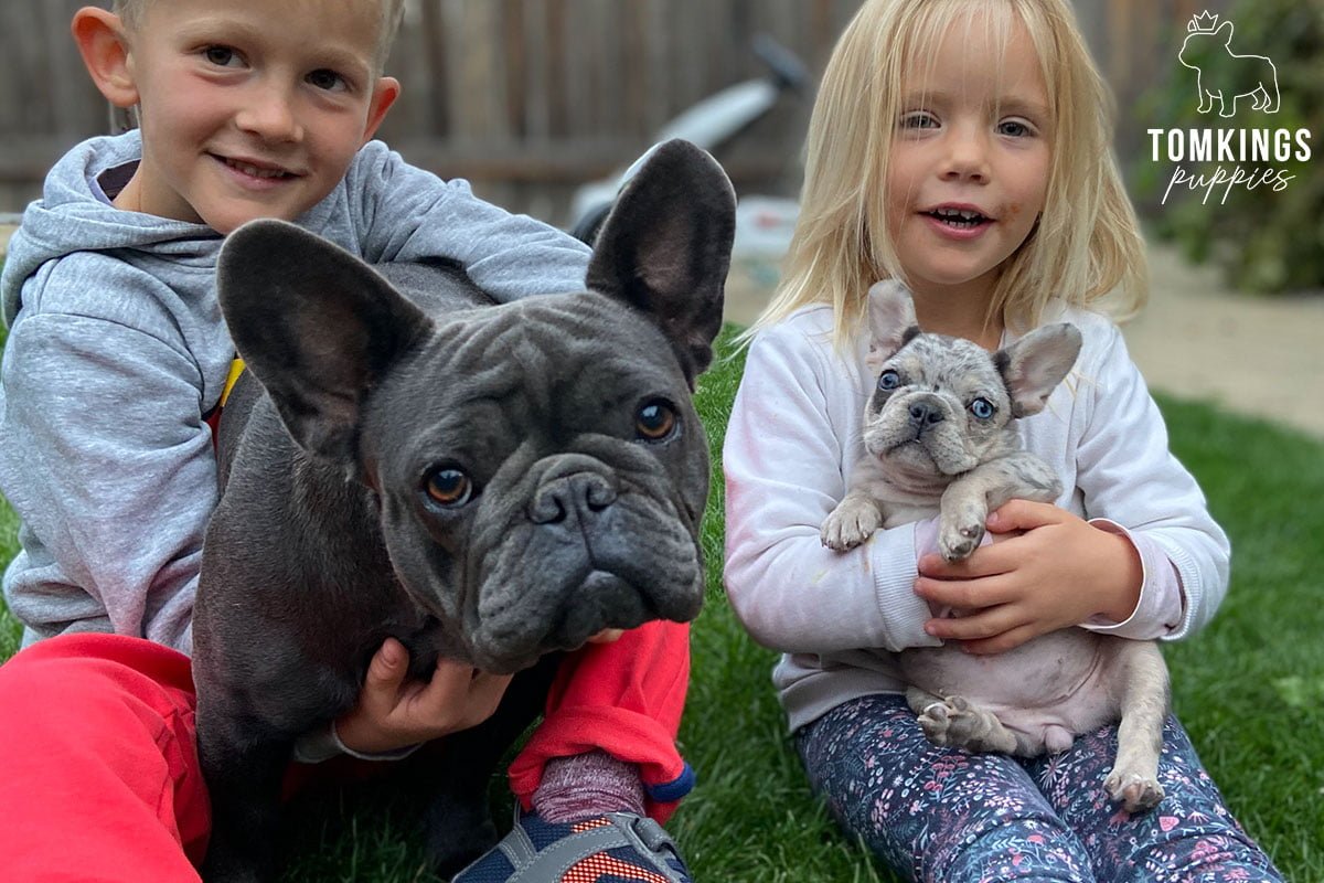 French Bulldog - TomKings Puppies