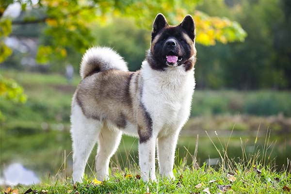 Akita. TomKings Blog