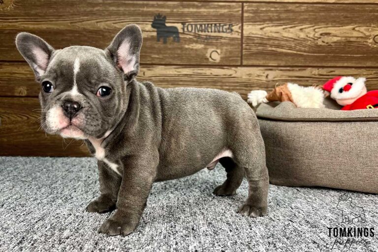 Blue brindle French bulldog - TomKings Puppies