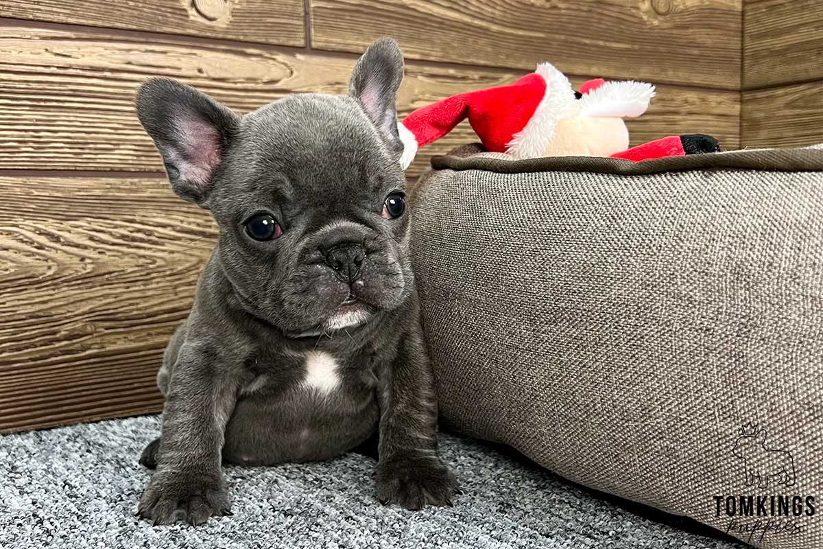 Blue brindle French bulldog - TomKings Puppies