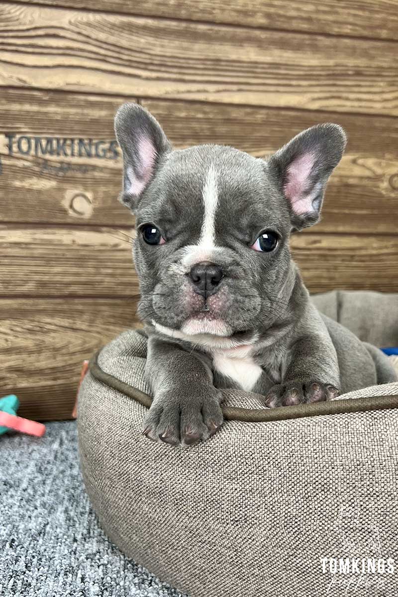 Blue brindle French bulldog - TomKings Puppies