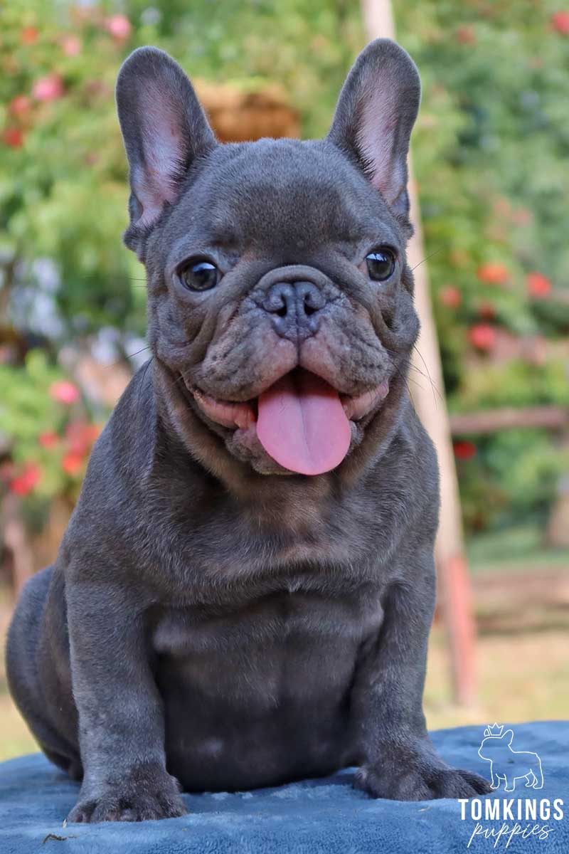 Blue brindle French bulldog - TomKings Puppies