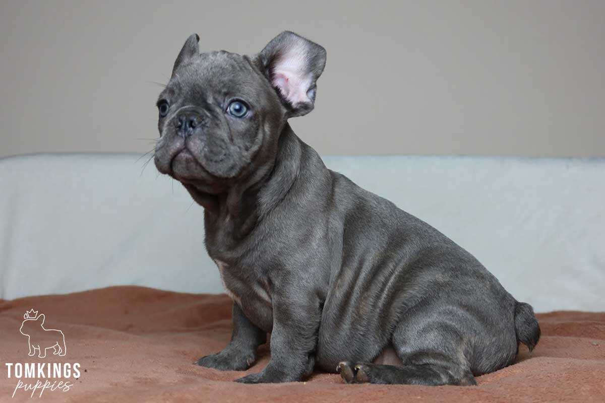 Blue brindle French bulldog - TomKings Puppies