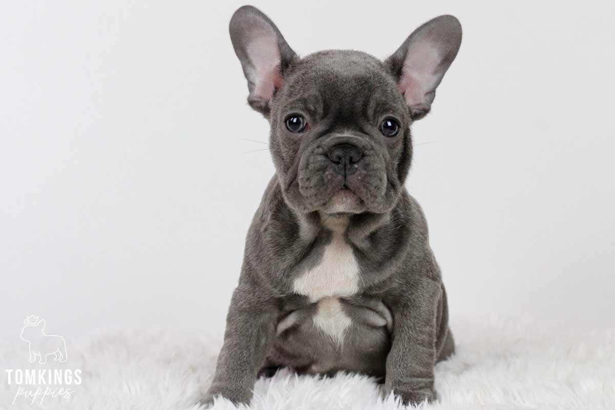 Blue brindle French bulldog - TomKings Puppies