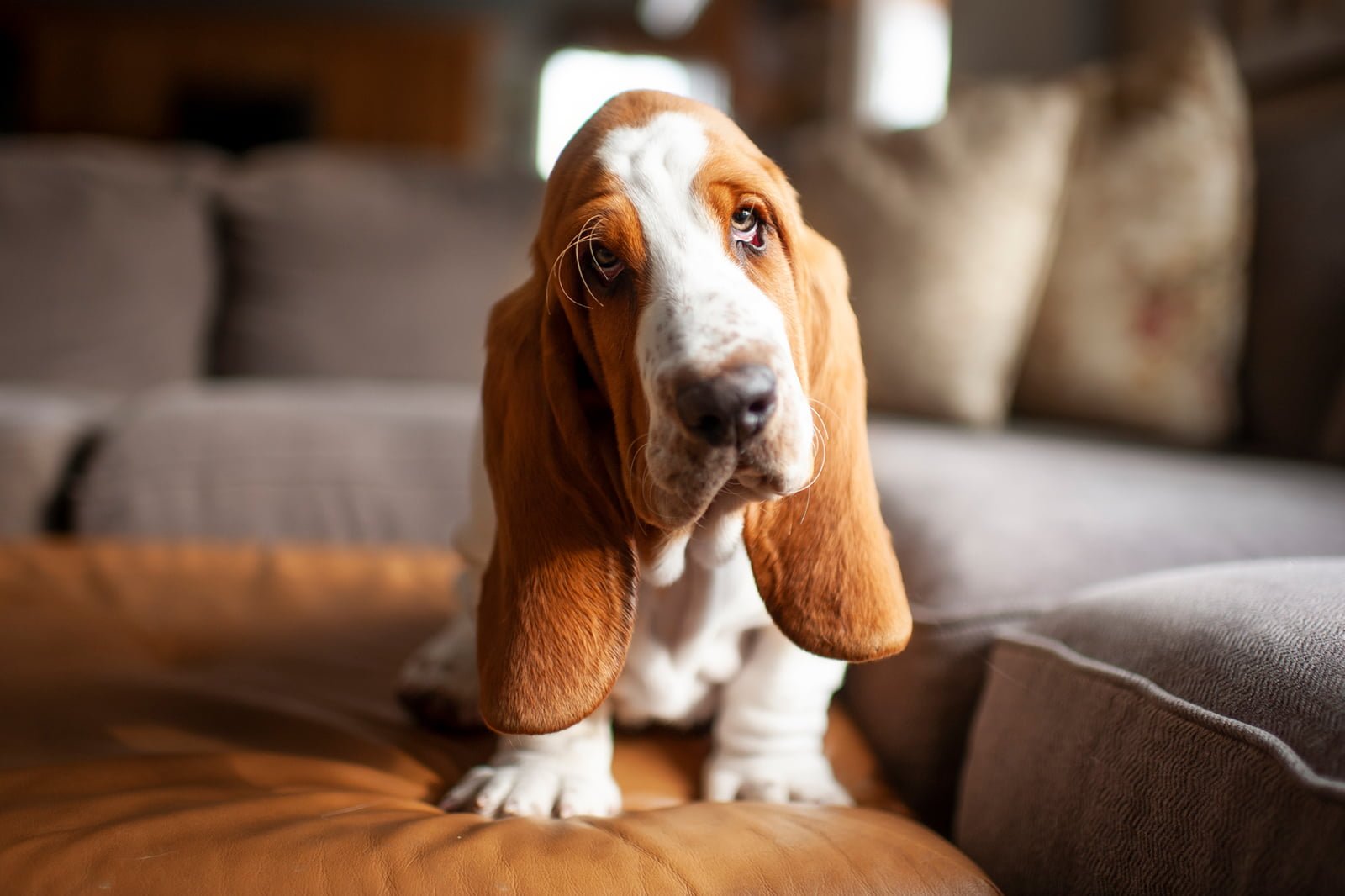 Basset Hound. TomKings Blog