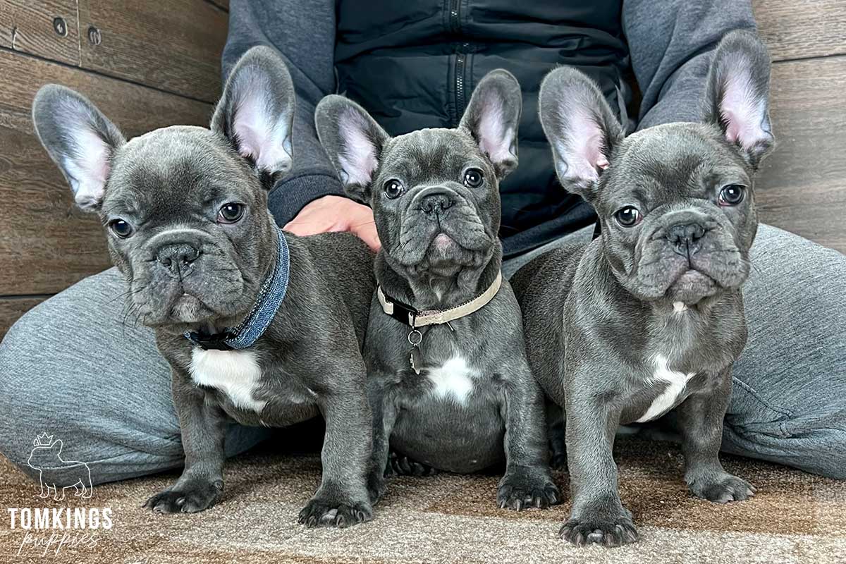 Maisie, available French Bulldog puppy at TomKings Puppies