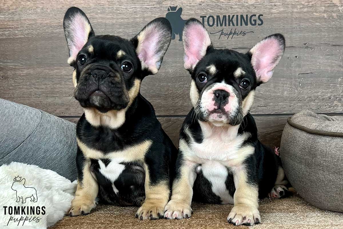 Rayne, available French Bulldog puppy at TomKings Puppies