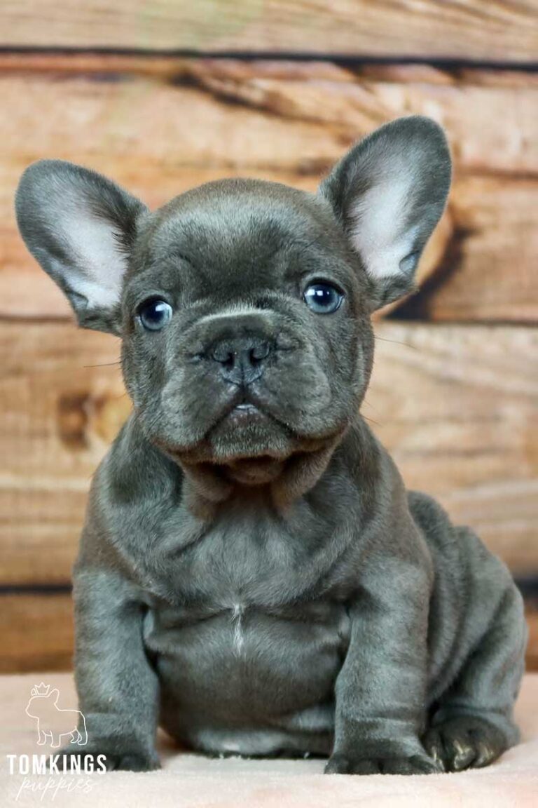 Ridge, available French Bulldog puppy at TomKings Puppies