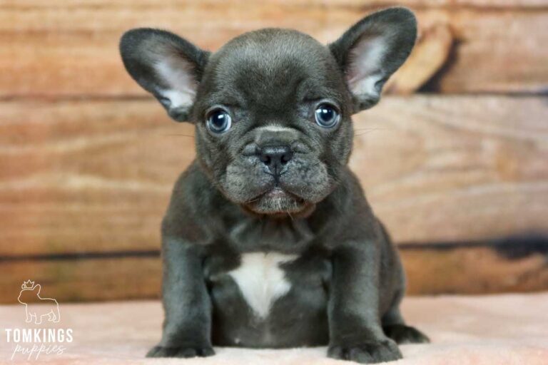 Yara, available French Bulldog puppy at TomKings Puppies