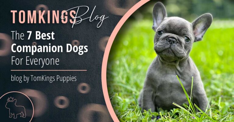 The 7 Best Companion Dogs For Everyone - TomKings Blog