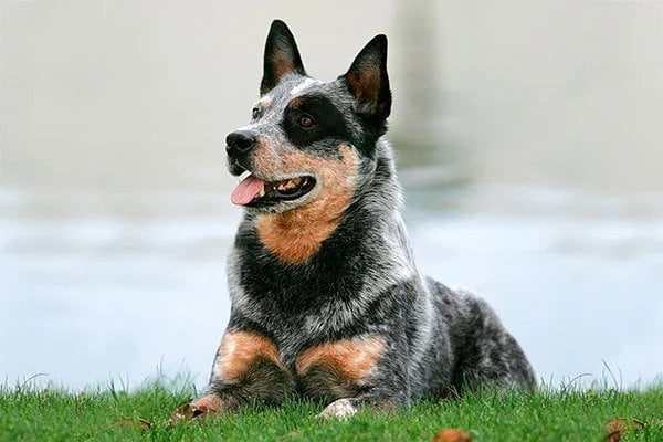 Australian Cattle Dog. TomKings Blog