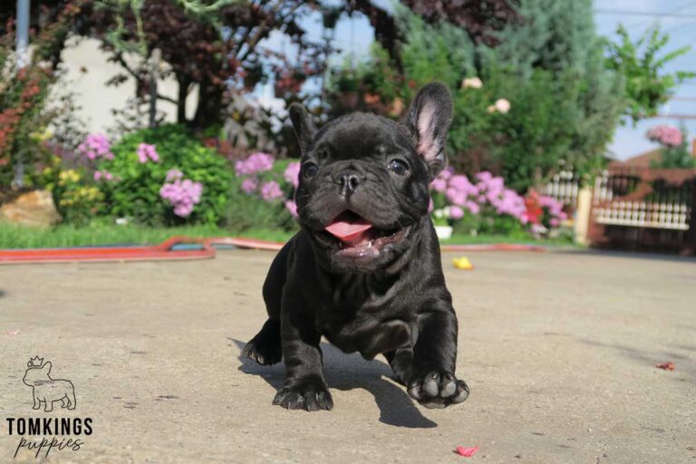 Black French bulldog - TomKings Puppies