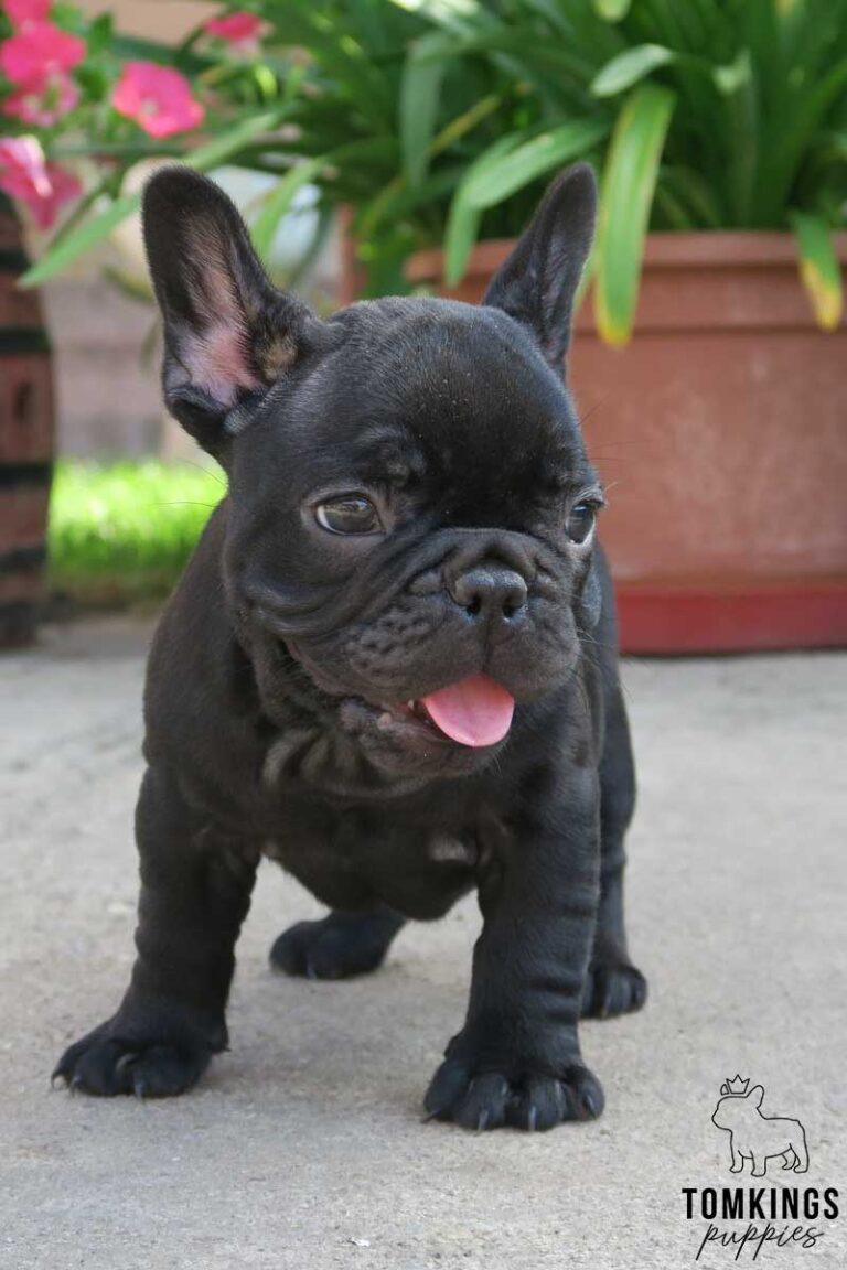 Black French bulldog - TomKings Puppies