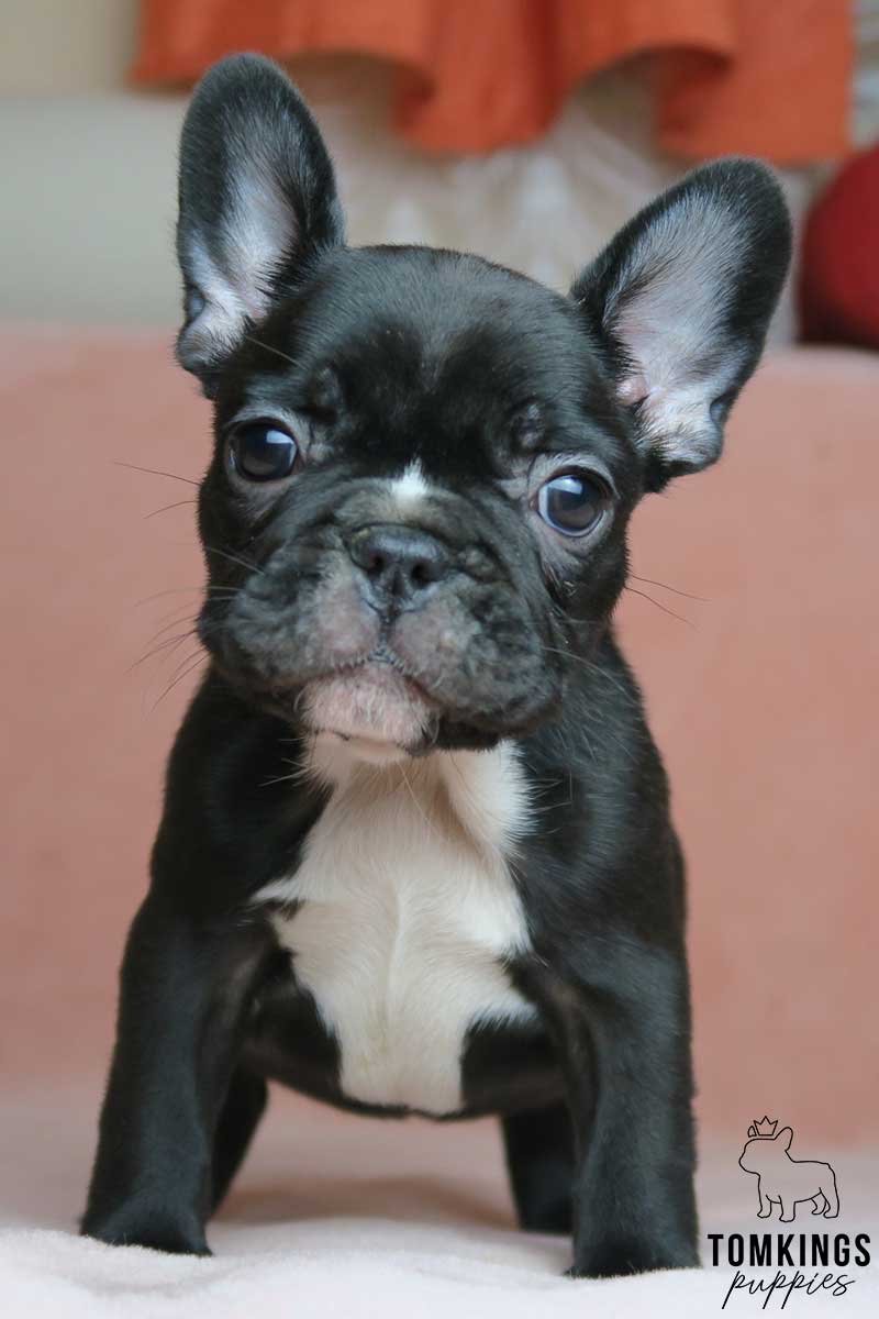 Black French bulldog - TomKings Puppies