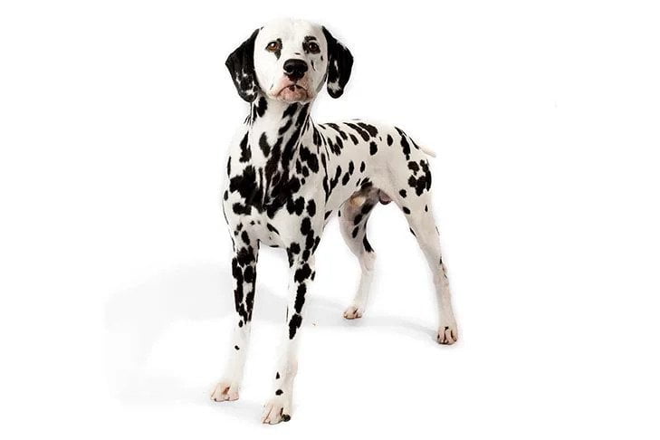 Dalmatian. TomKings Blog