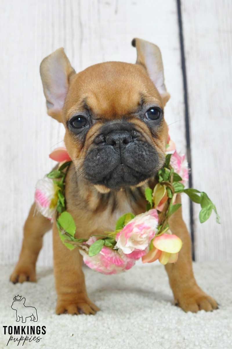 Freida, available French Bulldog puppy at TomKings Puppies