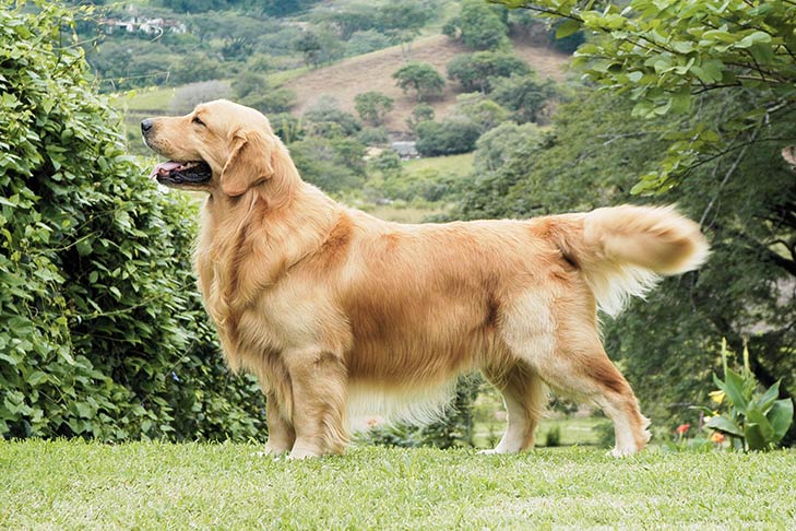 7 best companion dogs - TomKings Puppies Blog