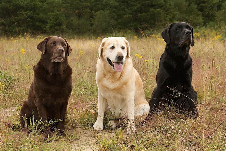 7 best companion dogs - TomKings Puppies Blog