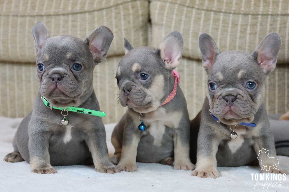 Norma, available French Bulldog puppy at TomKings Puppies
