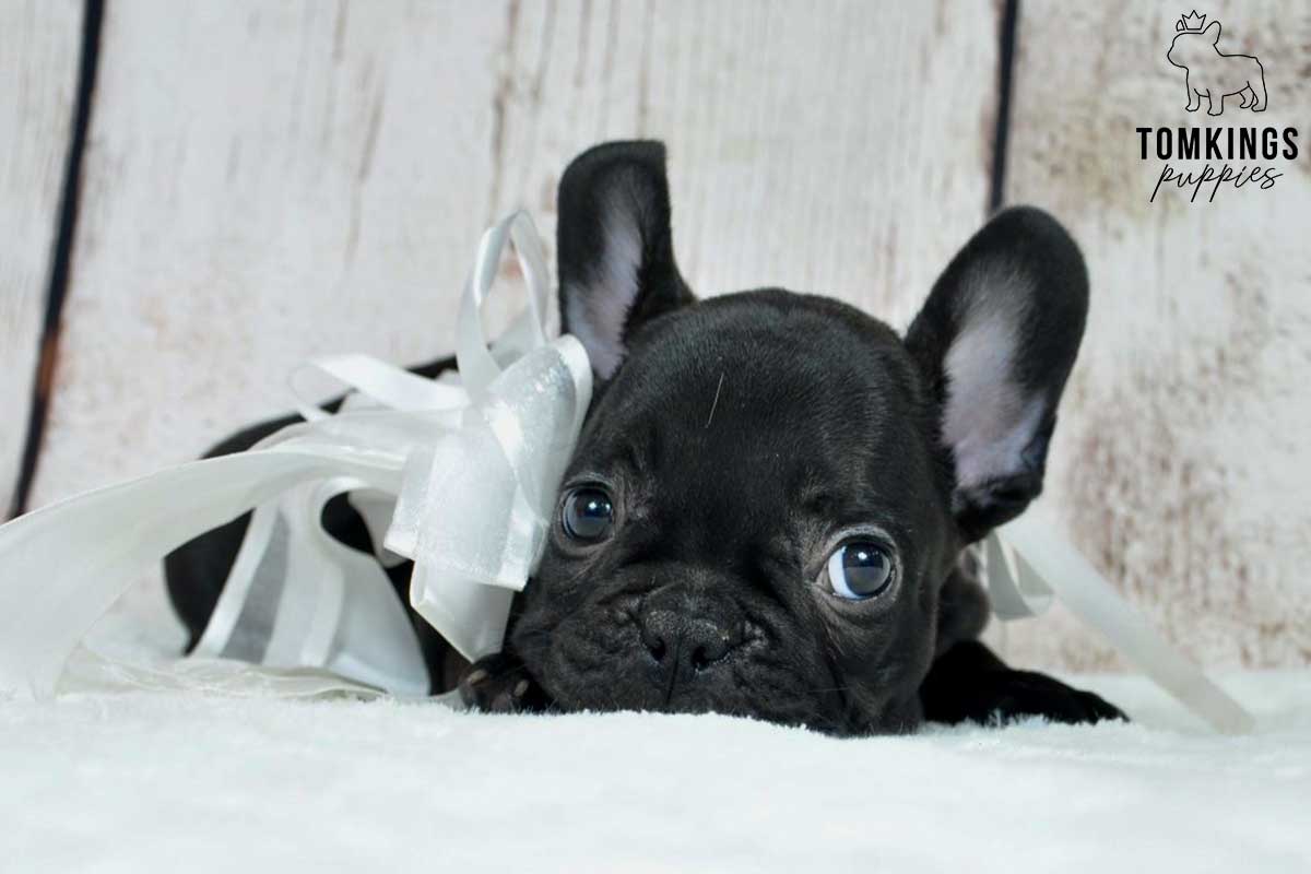 Romina, available French Bulldog puppy at TomKings Puppies