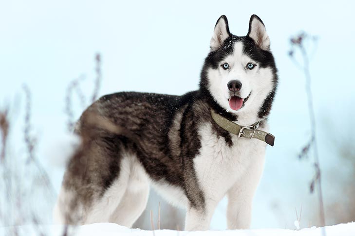 Siberian Husky. TomKings Blog