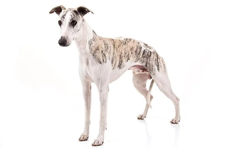 Whippet. TomKings Blog
