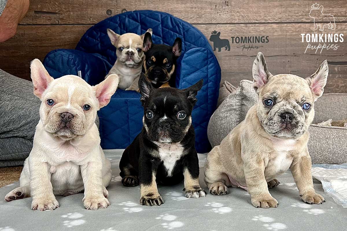 Abel, available French Bulldog puppy at TomKings Puppies