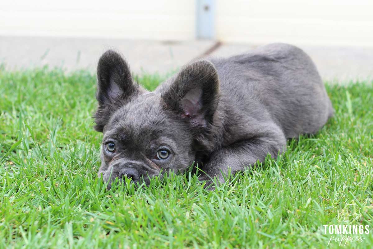 Alex, available Fluffy French Bulldog puppy at TomKings Puppies