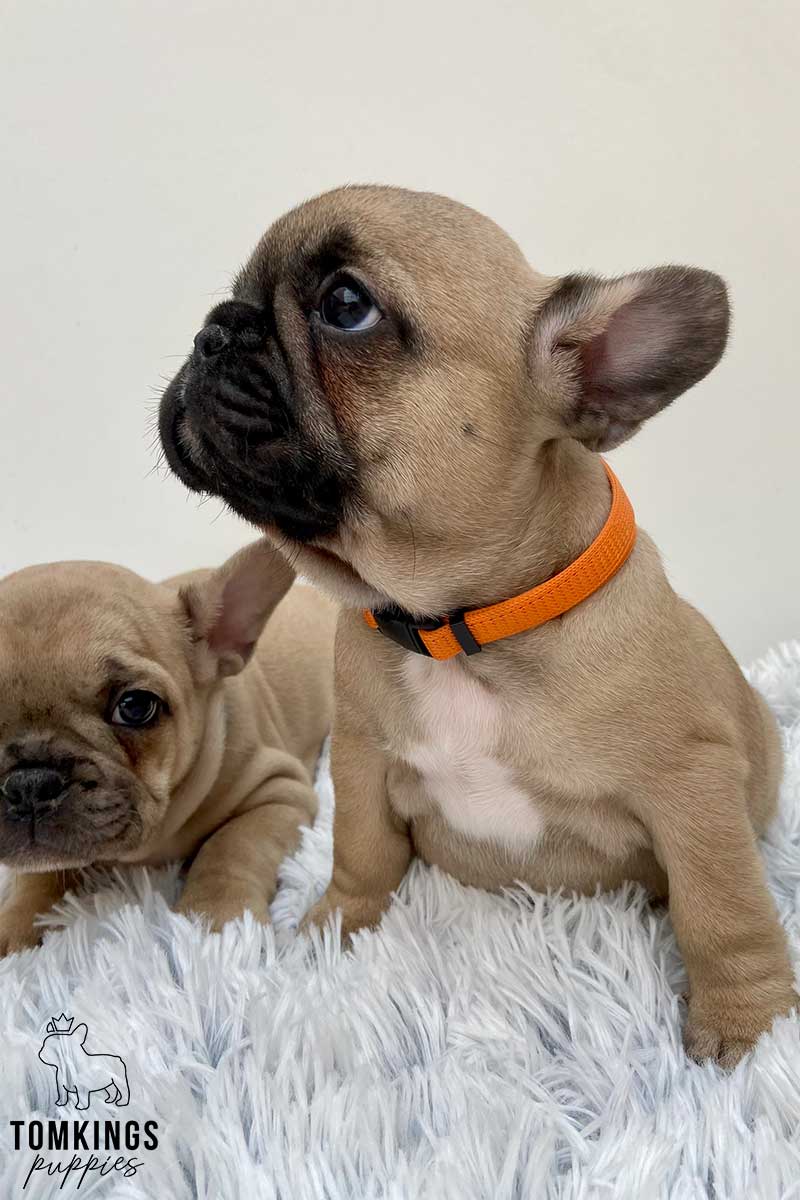 Beige French Bulldog - TomKings Puppies