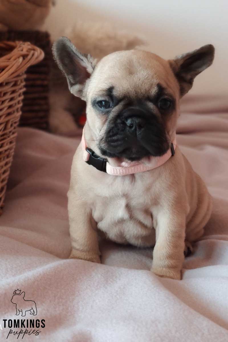 Beige French Bulldog - TomKings Puppies