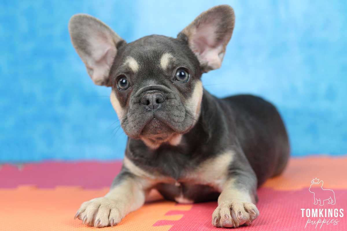Camila, available French Bulldog puppy at TomKings Puppies
