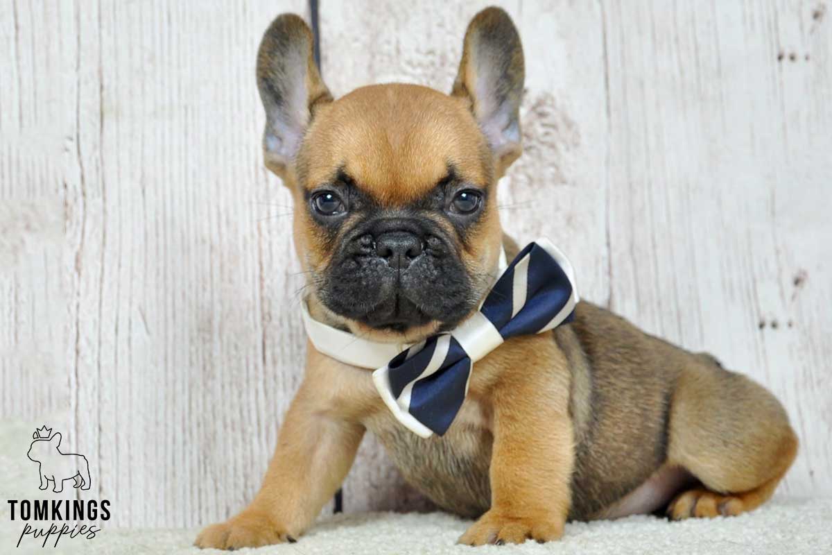 Dalton, available French Bulldog puppy at TomKings Puppies