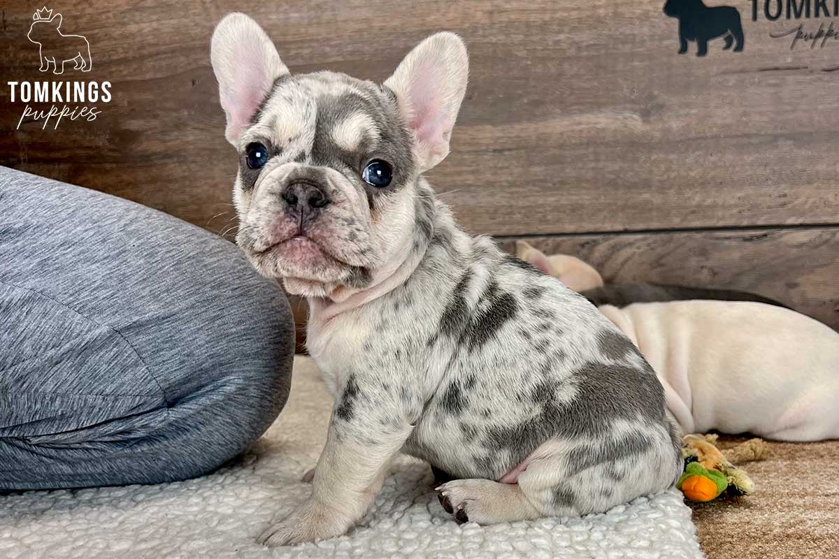 Felipe, available French Bulldog puppy at TomKings Puppies