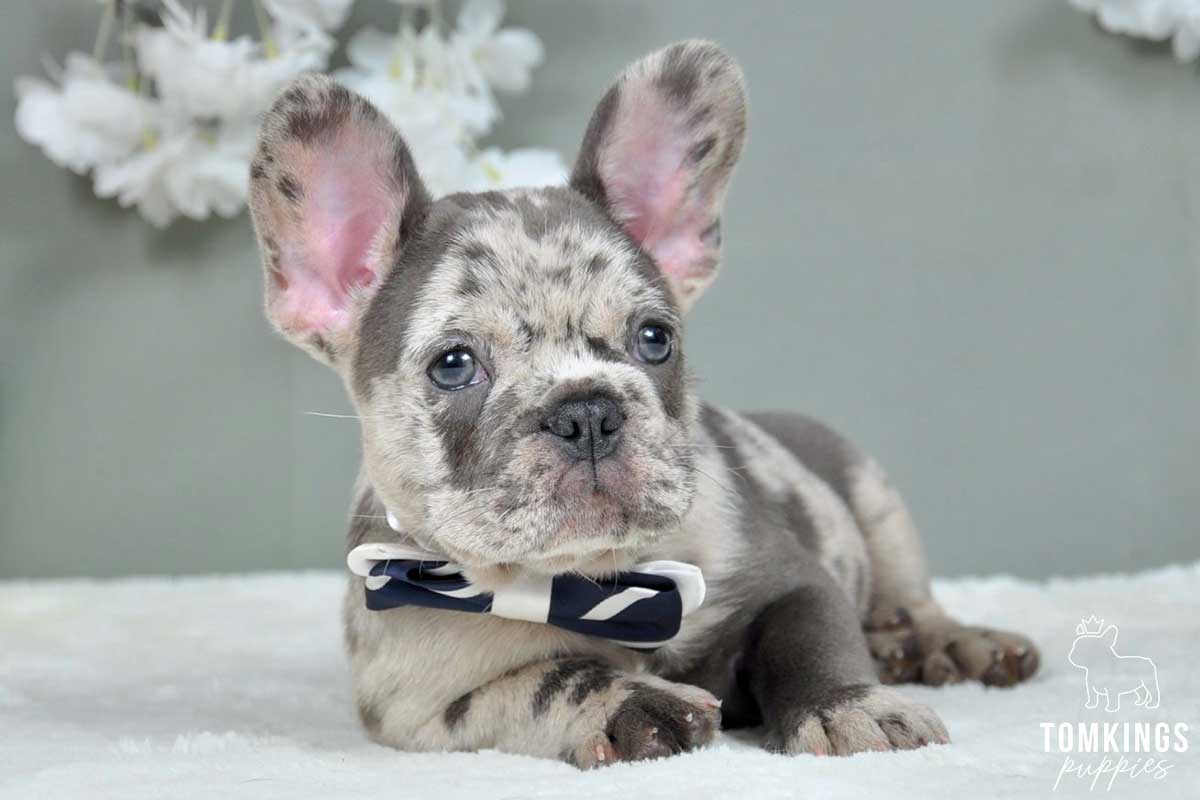 Maddux, available French Bulldog puppy at TomKings Puppies