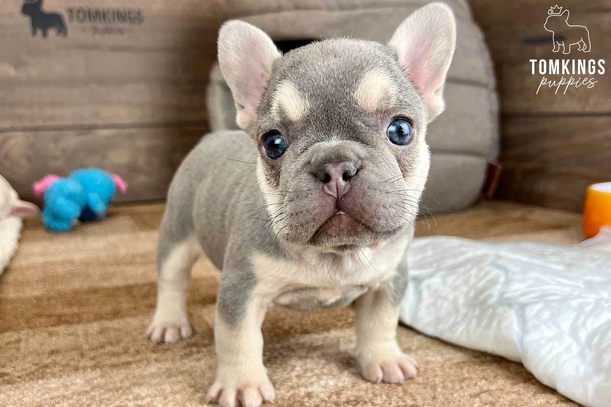 Makayla, available French Bulldog puppy at TomKings Puppies
