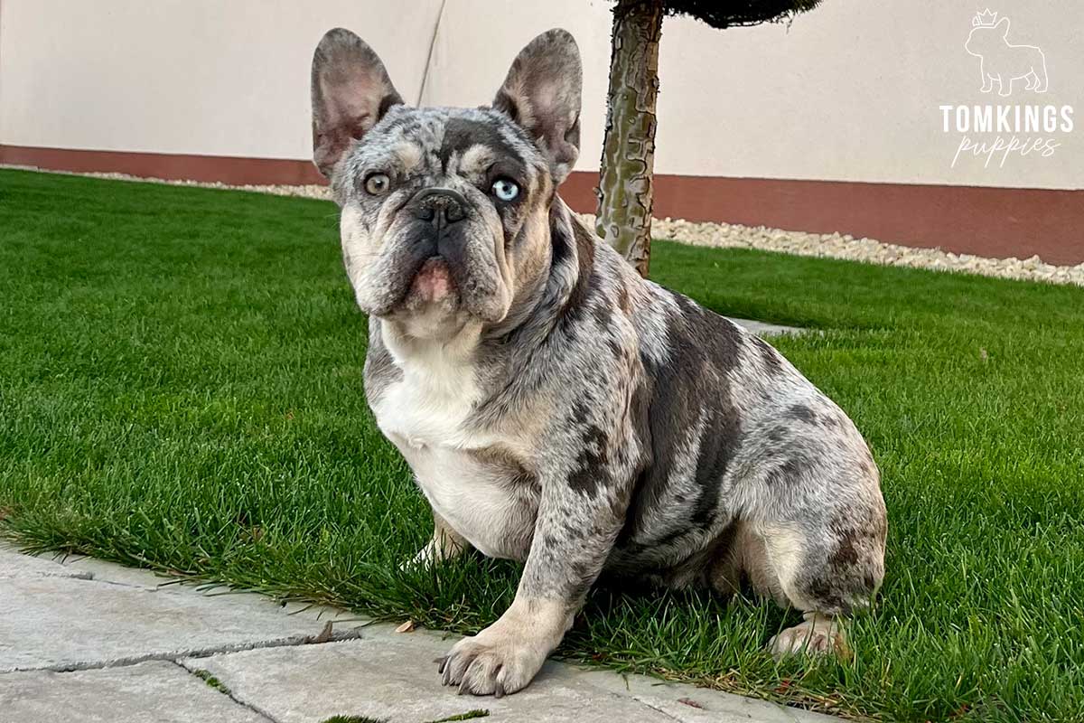 French Bulldog - TomKings Puppies