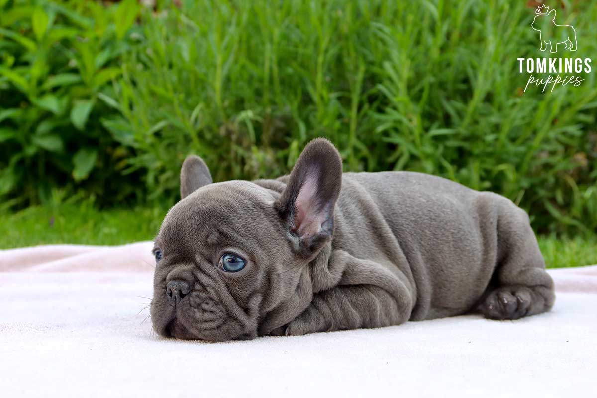 Bayard, available French Bulldog puppy at TomKings Puppies