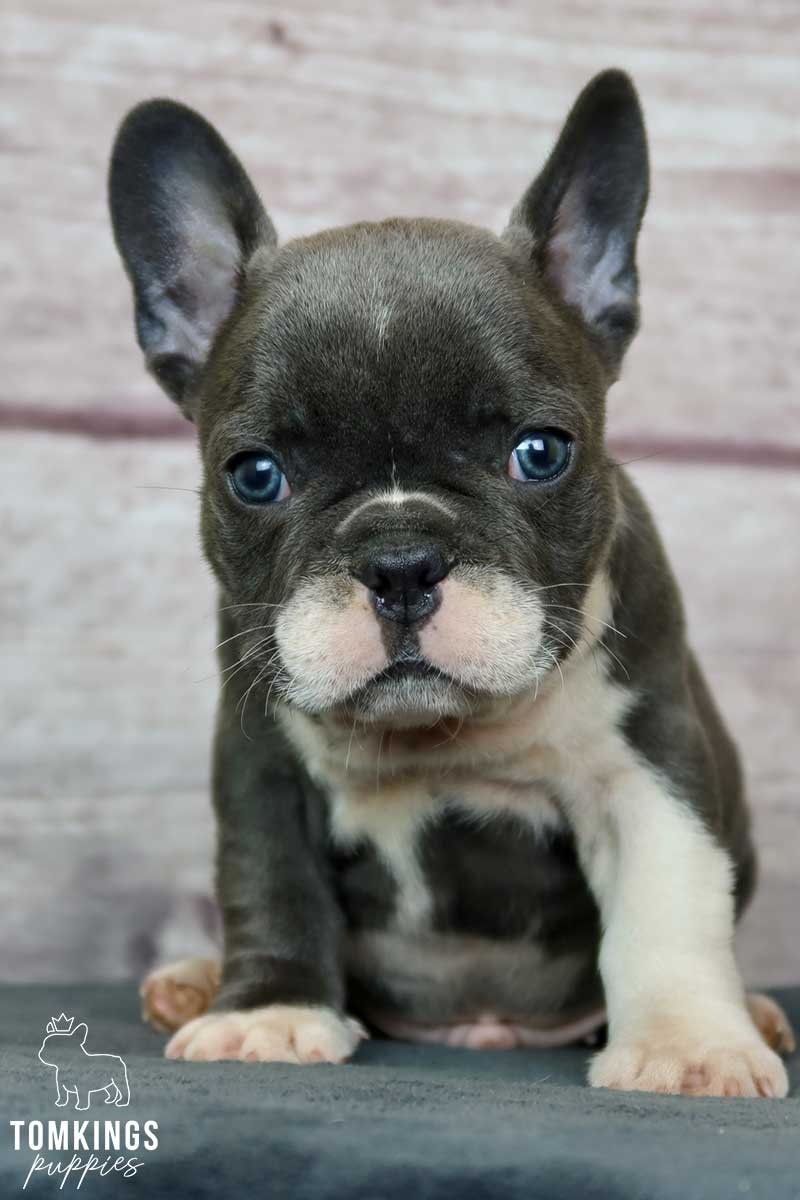 Blue Pied French Bulldog at TomKings Puppies