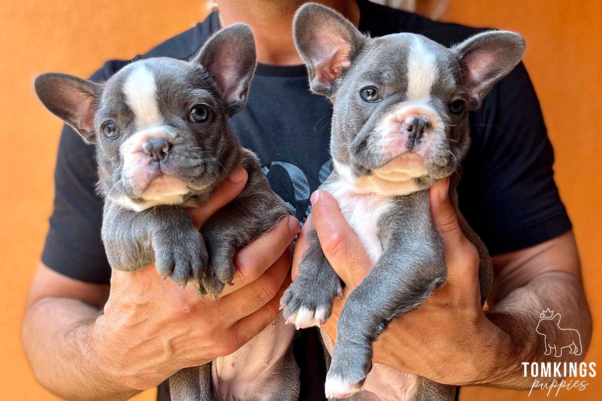 Jacinda, available French Bulldog puppy at TomKings Puppies