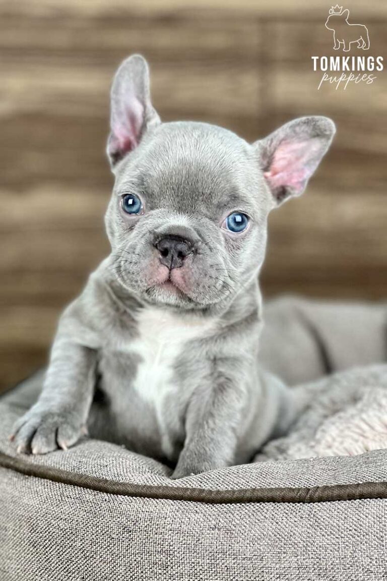 Lilac French Bulldog - TomKings Puppies