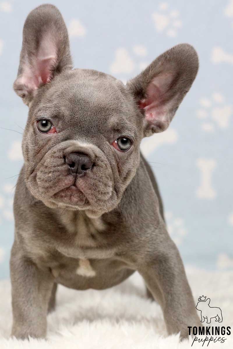 Lilac French Bulldog - TomKings Puppies