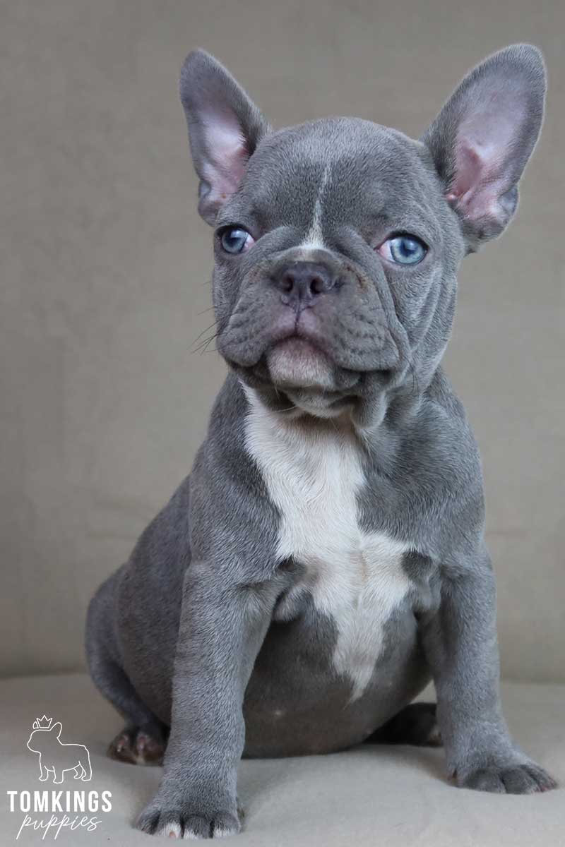 Lilac French Bulldog - TomKings Puppies
