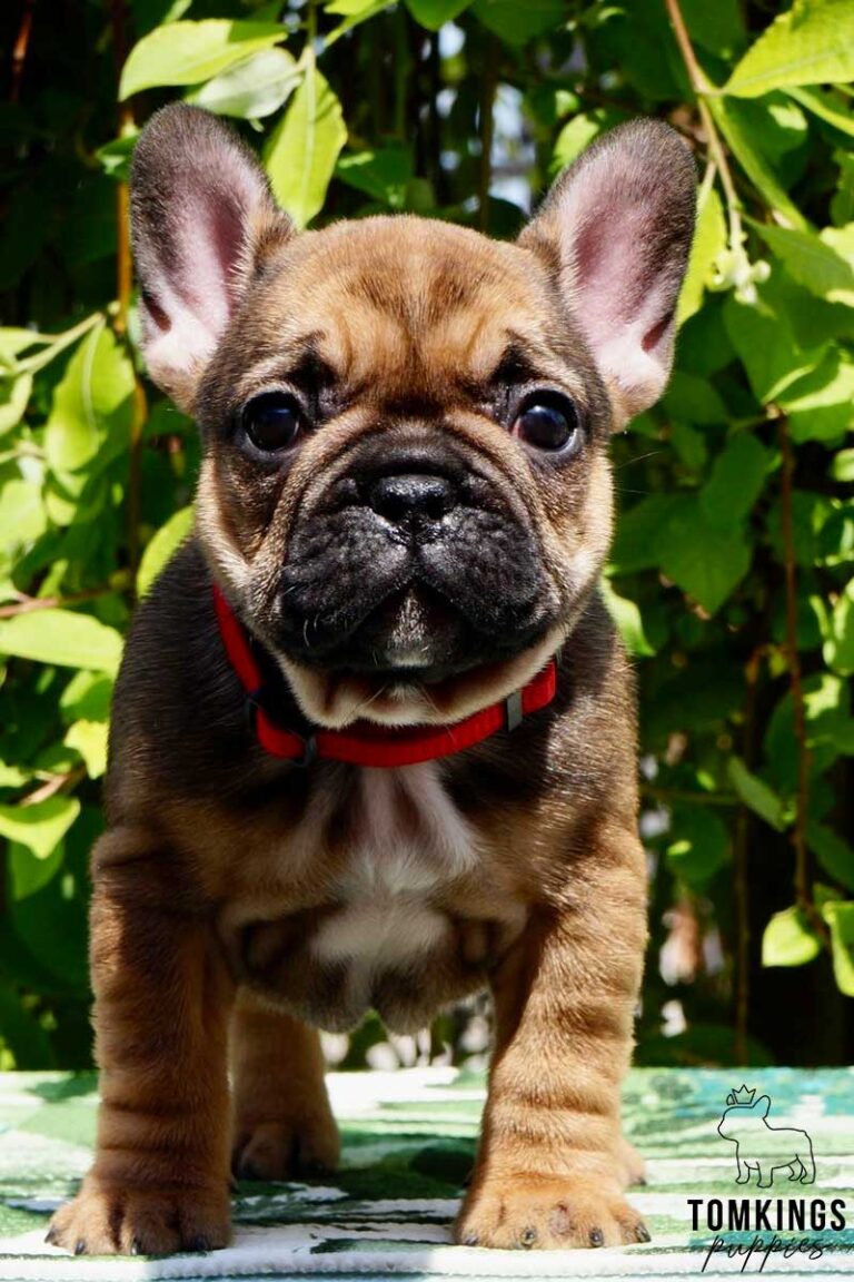 Red Fawn French Bulldog at TomKings Puppies