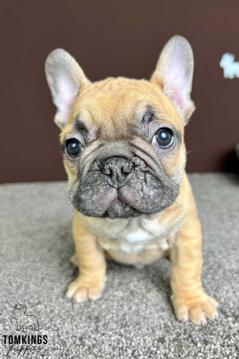 Red Fawn French Bulldog at TomKings Puppies