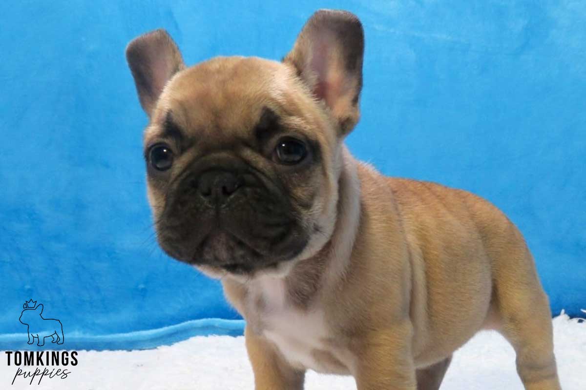 Red Fawn French Bulldog at TomKings Puppies