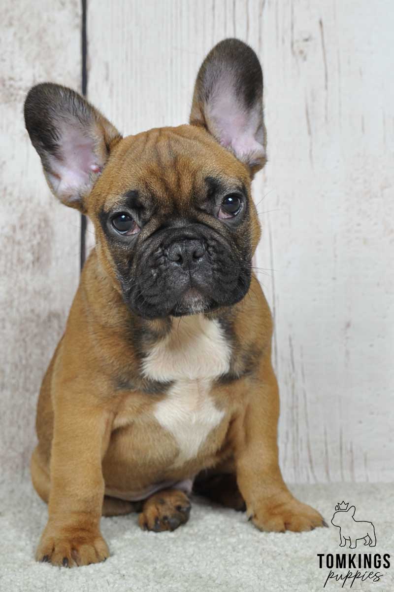 Red Fawn French Bulldog at TomKings Puppies