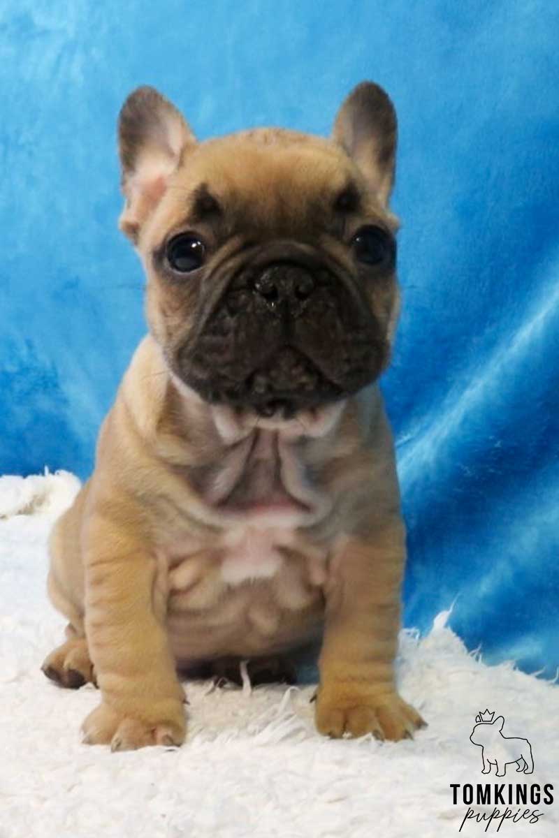 Red Fawn French Bulldog at TomKings Puppies