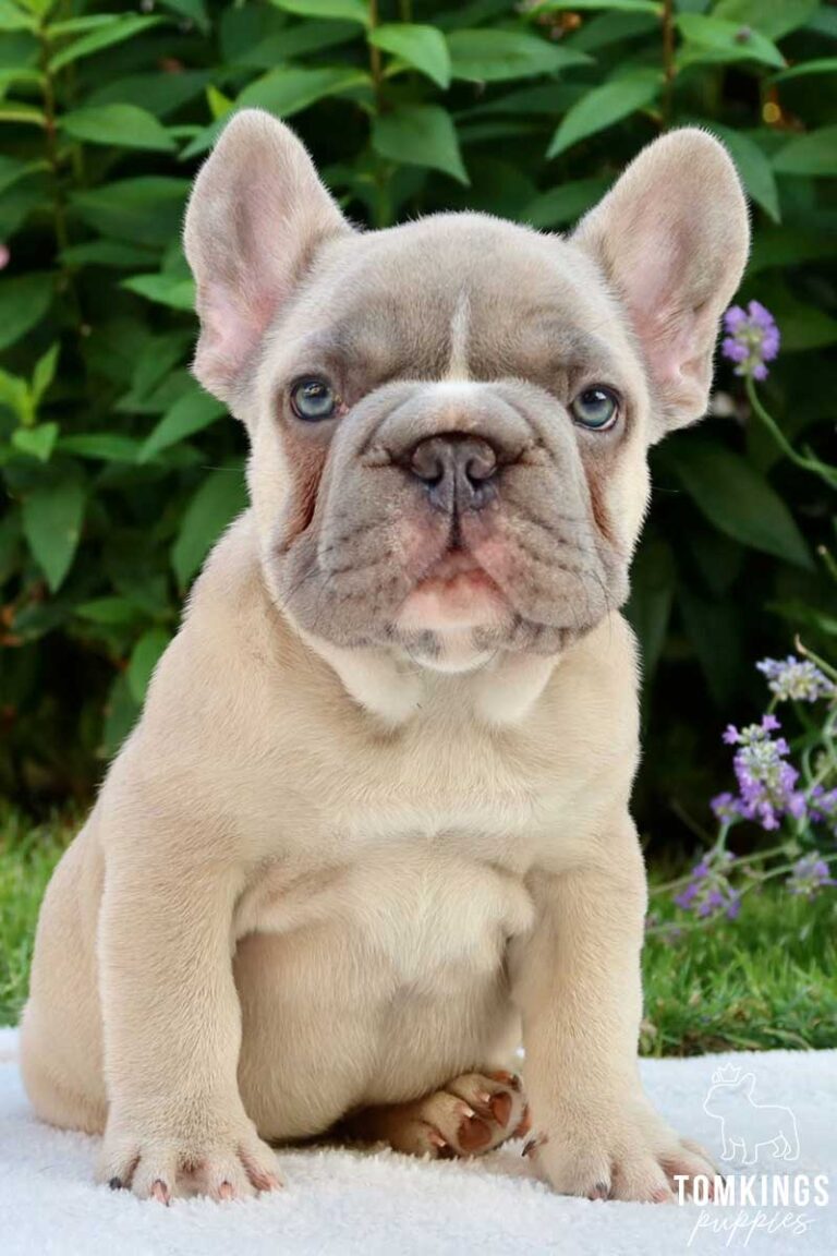 Balthazar, available Big Rope French Bulldog puppy at TomKings Puppies